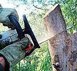 Leaf Removal in Enterprise, AL