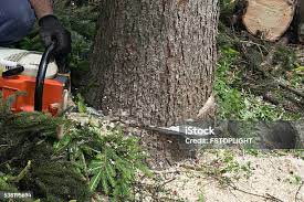 Tree and Shrub Care in Enterprise, AL
