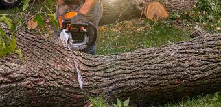  Enterprise, AL Tree Services Pros
