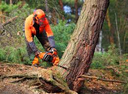 Best Soil Testing and Treatment  in Enterprise, AL