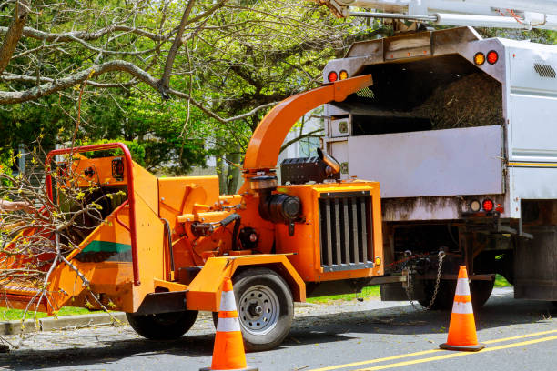 Best Root Management and Removal  in Enterprise, AL