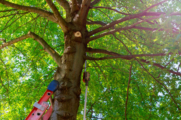 Best Fruit Tree Pruning  in Enterprise, AL